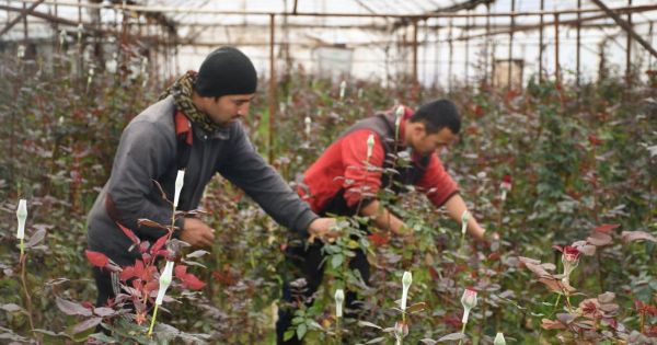 Сарыағаш ауданында 9 мыңнан астам азамат өз бетінше кәсіп ашқан