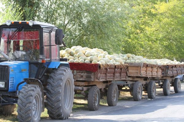 Түркістан облысы: Мақтаарал ауданы диқандары қауын-қарбыздарын шетелге экспорттап жатыр