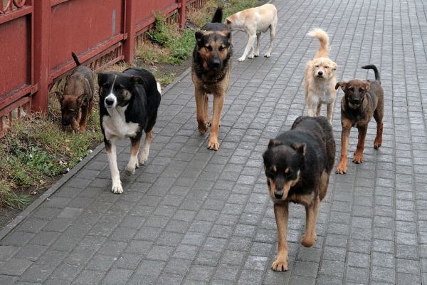 Түркістан облысы: Төлеби ауданында жыл басынан бері төрт мыңнан аса қаңғыбас ит-мысық ауланып, жойылған