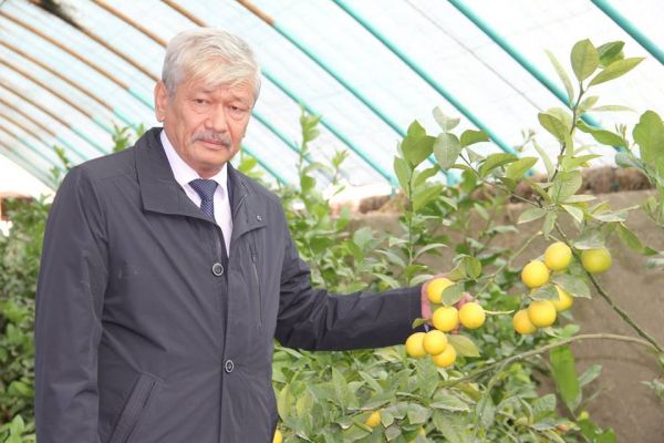 Түркістан облысы: жетісайлық шаруа лимоннан алғашқы өнім ала бастады