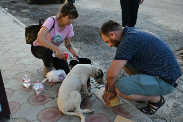 Түркістан облысы: еріктілер Арыстағы иесіз қалған үй жануарларына жанашырлық танытты