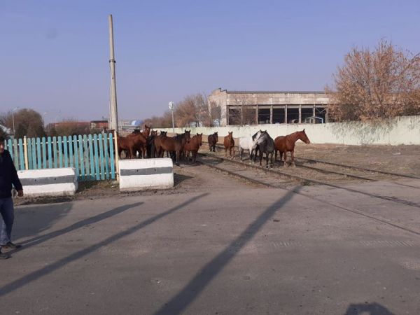 Түркістан облысы: Төлеби ауданында үй жануарларын бақылаусыз қалдырмауға бағытталған бірлескен рейдтік іс-шара өтті