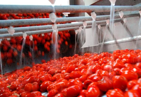 В Шымкенте откроют два предприятия по переработке фруктов и овощей